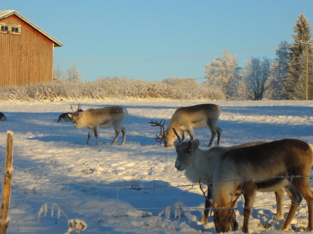 Kierinki Village Majatalo Exteriör bild